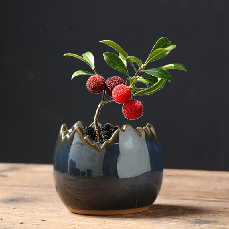 إناء زهور مزجج بتأثير الفرن عل - مراجعة Bonsai Garden Art وسعره